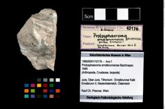 Foto (Objekt + Etikett) von Protosphaeroma ernstbrunnense (Bachmayer, 1949)  (NHMW-GEO-1990-0041-10176)